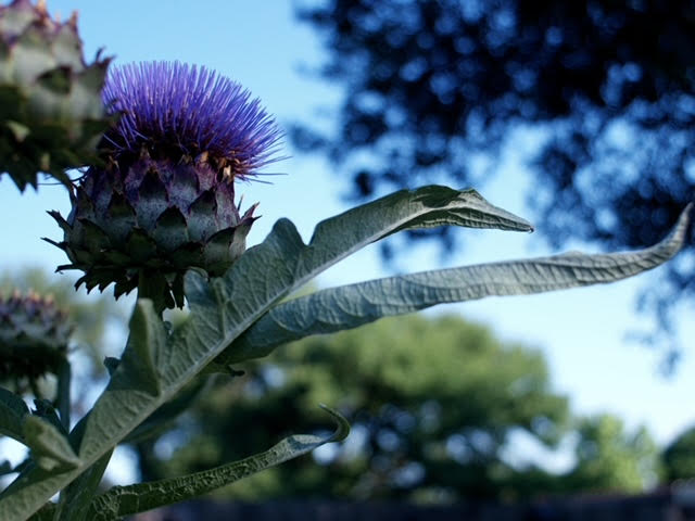 Artichoke